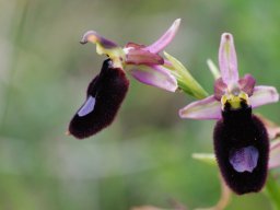 Ophrys_bertoloniiformis_San_Giovanni_Rotondo_2